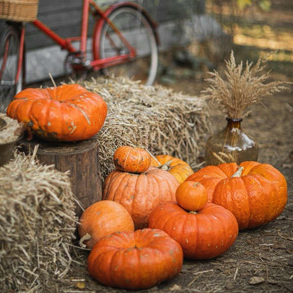 Meet your Posher, Rachael - Picture 2 of 14